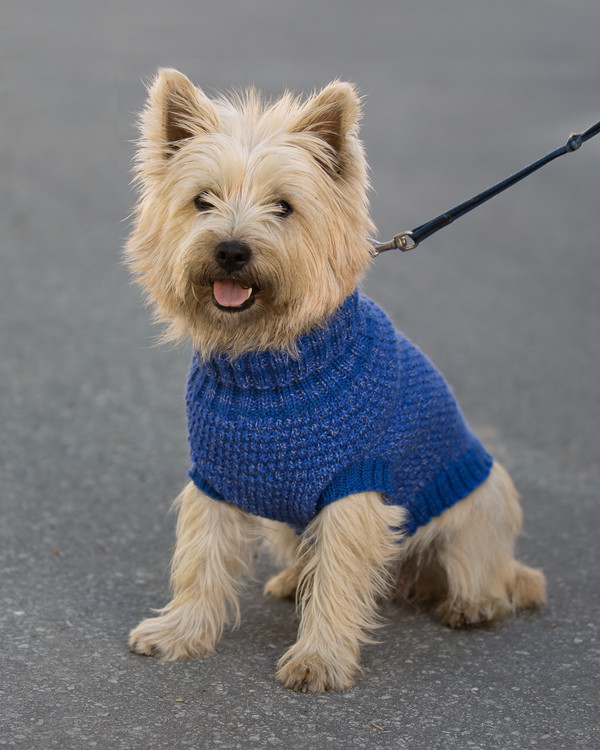 Refleksvest hund