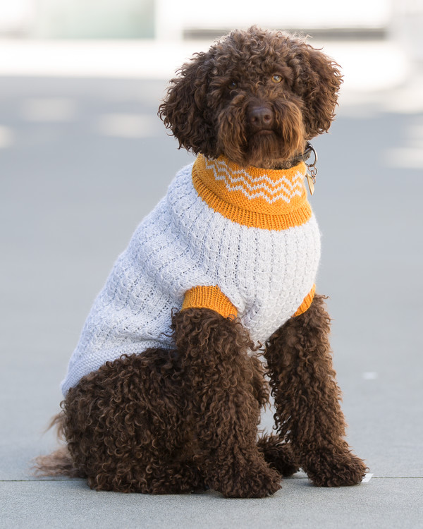 Refleksvest hund