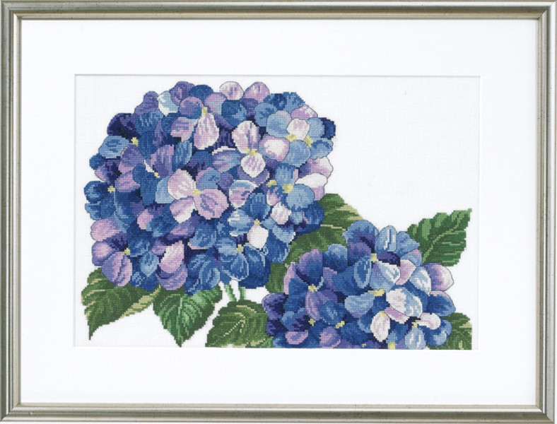 Bilde Hortensia
