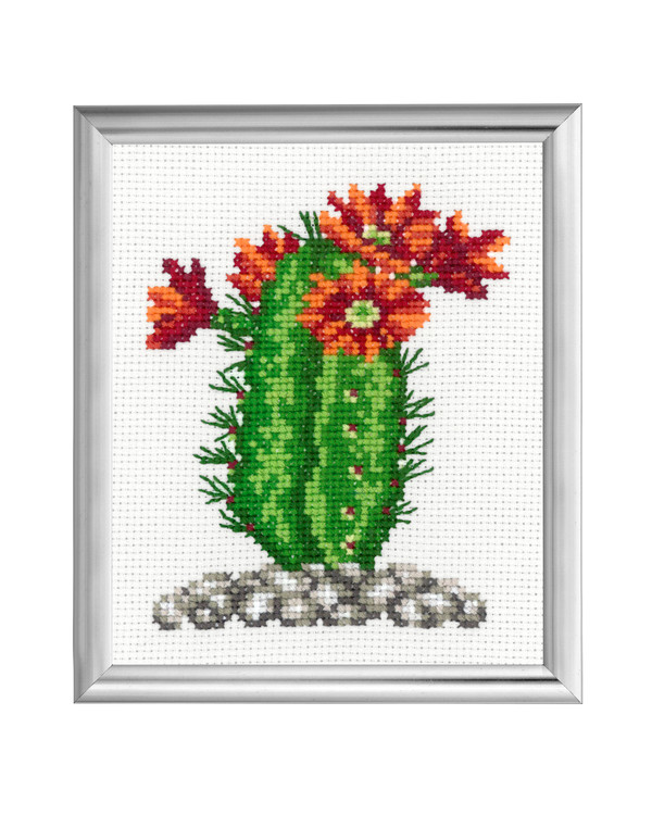 Bild Kaktus mit orangen Blumen