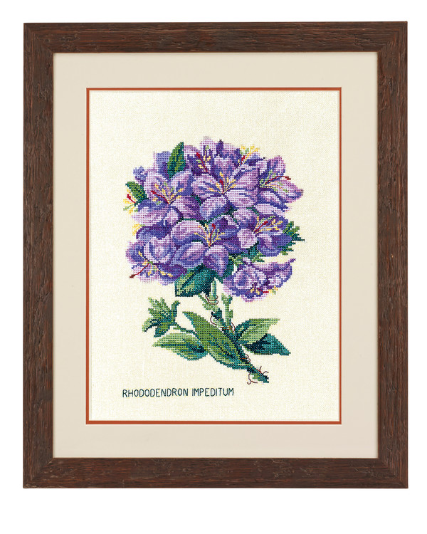Bilde Rhododendro