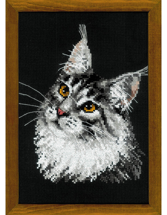 Taulu Maine coon