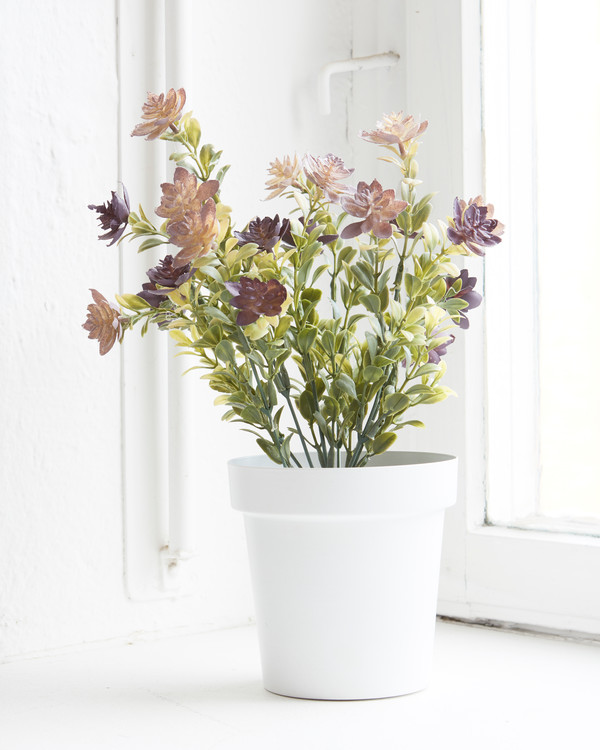 Konstväxt Succulent