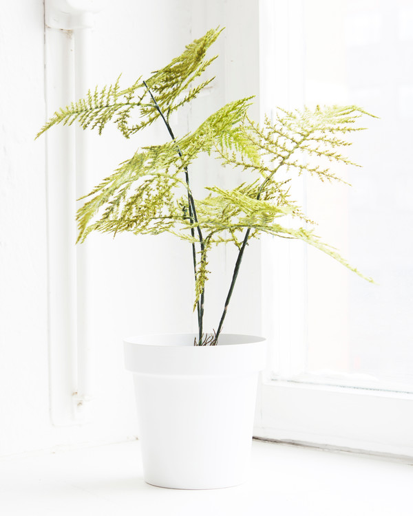 Kunstplante Plumosus