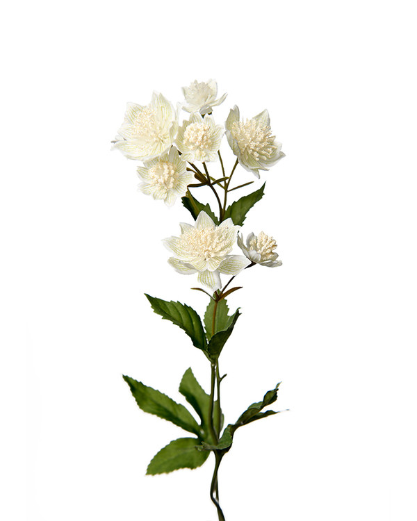 Konstväxt Astrantia 2-pack