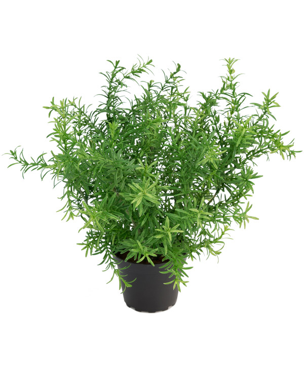 Konstväxt Asparagus 28 cm