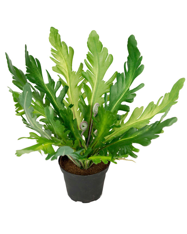 Kunstplante Bregne 25 cm
