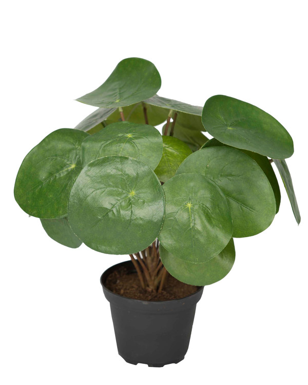 Kunstplante Elefantøre 25 cm