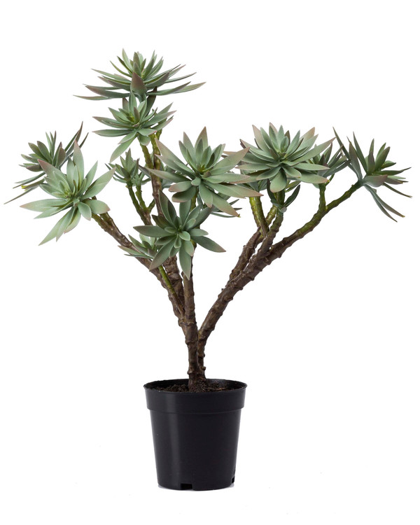 Konstväxt Succulent 50 cm