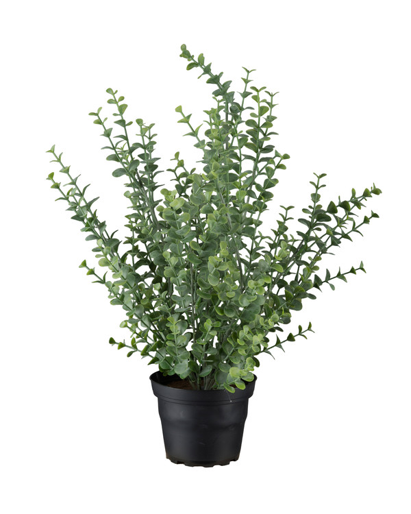 Koristekasvi Eucalyptus 40 cm