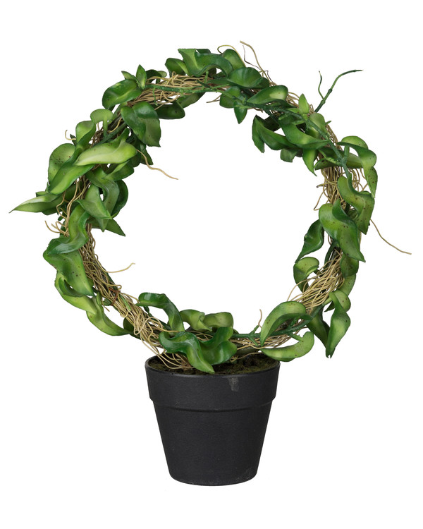 Konstväxt Hoya 30 cm