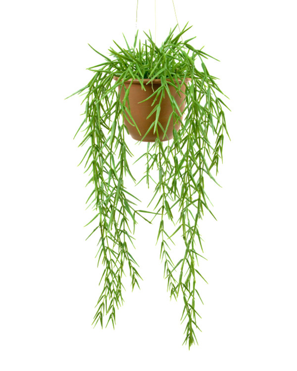 Konstväxt Hoya 45 cm