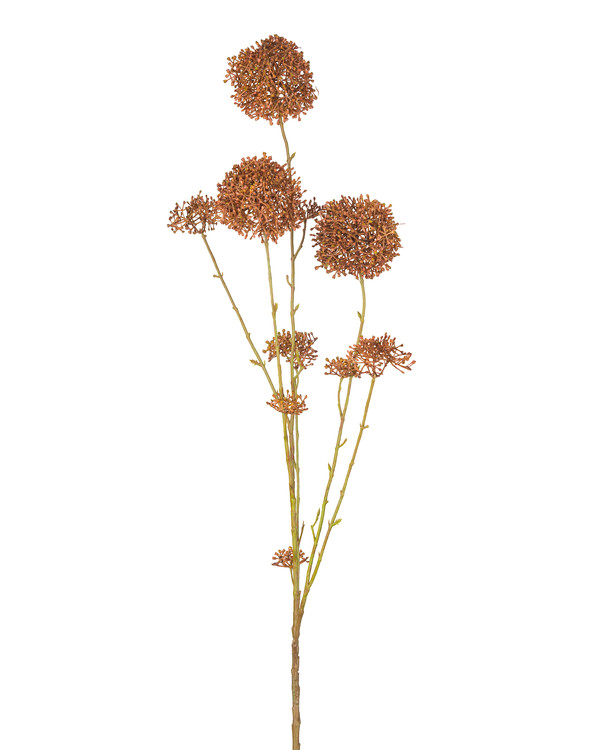 Taidekasvi Skimmian oksa 125 cm