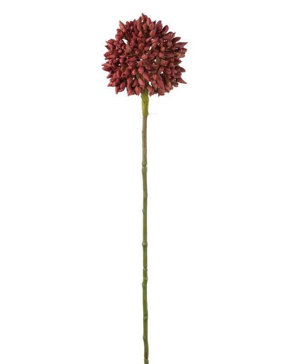 Konstväxt Alliumkvist 45 cm