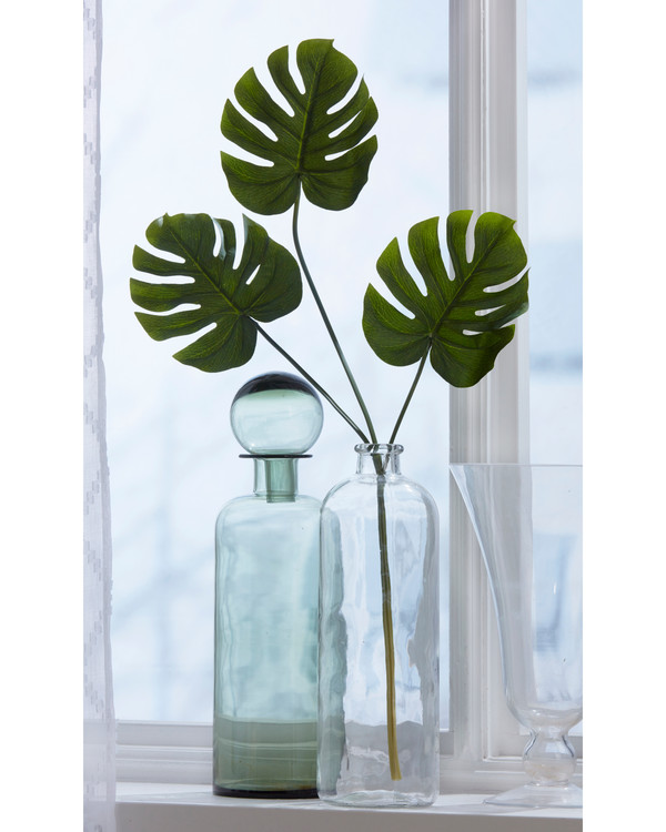Koristekasvi Monstera-lehti